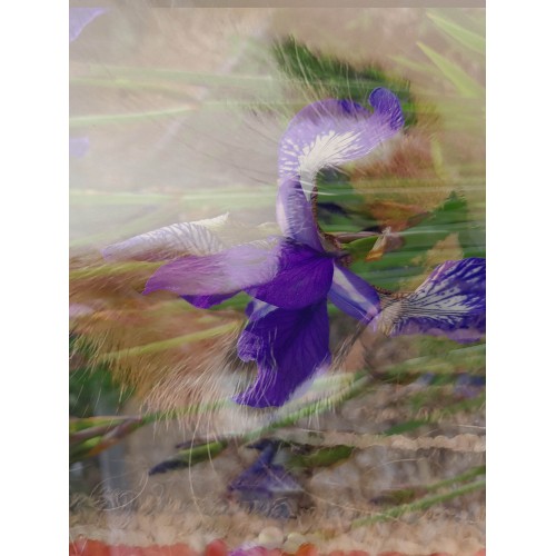Fairy irises